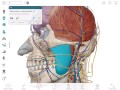 Aggiunta e rimozione di anatomia  visible body