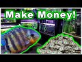 Breeding Fish for Profit: Why Do It and How to Sell Your Fish to Maximize Profit!