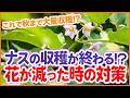 【ナス栽培】花が減ってきたら要注意!収穫を続ける対策を解説!【シェア畑】【農園ライフ】