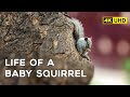 White Baby Squirrel - 4K Video