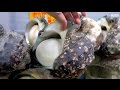 Japanese Street Food: Giant Sea Snail (Yakogai)