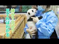 なるほど!パンダちゃんを高くあげたのはそのためだった!!!🥰 | iPanda パンダ楽園 #shorts