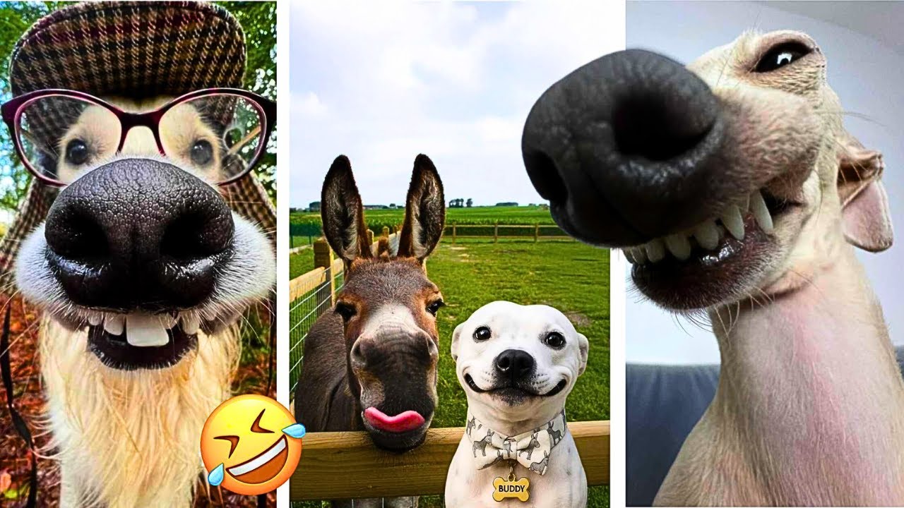 Try Not To Laugh 🚫 Impossible Edition (99% FAIL) 