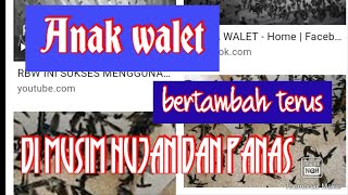 TRIK MENAMBAH POPULASI DI MUSIM HUJAN DAN KEMARAU