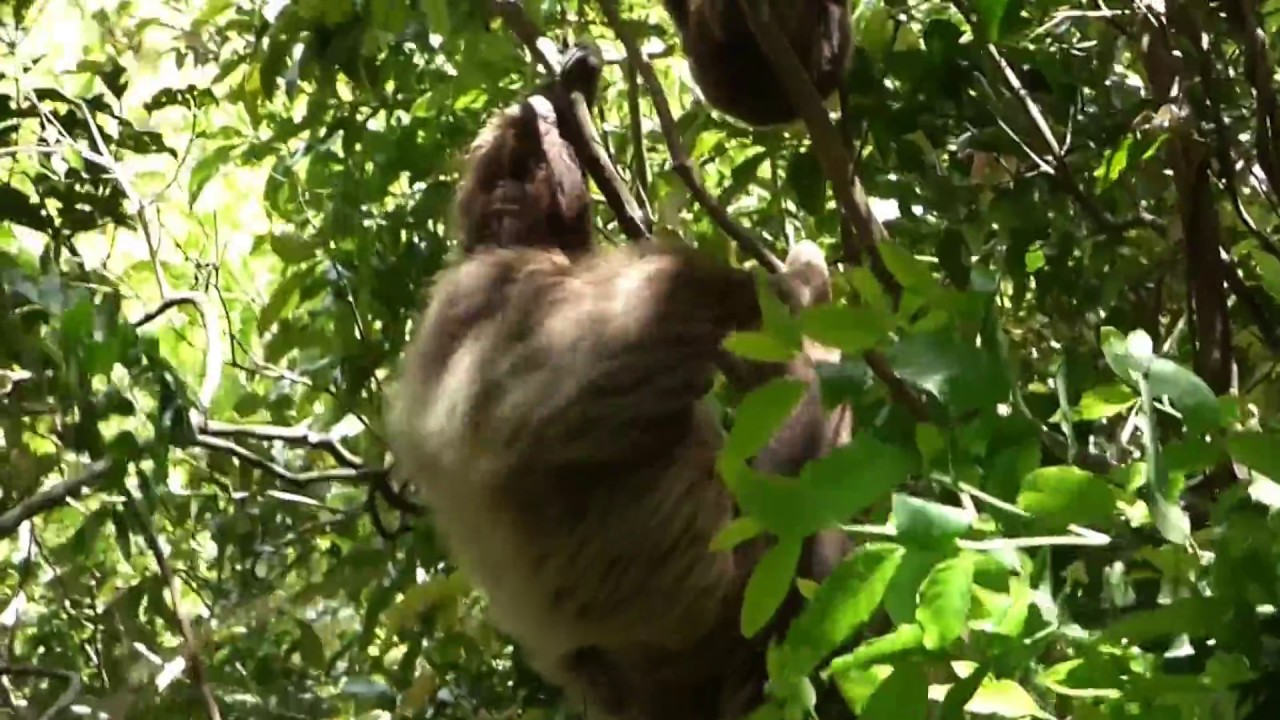 Monteverde - Two Toed Sloth