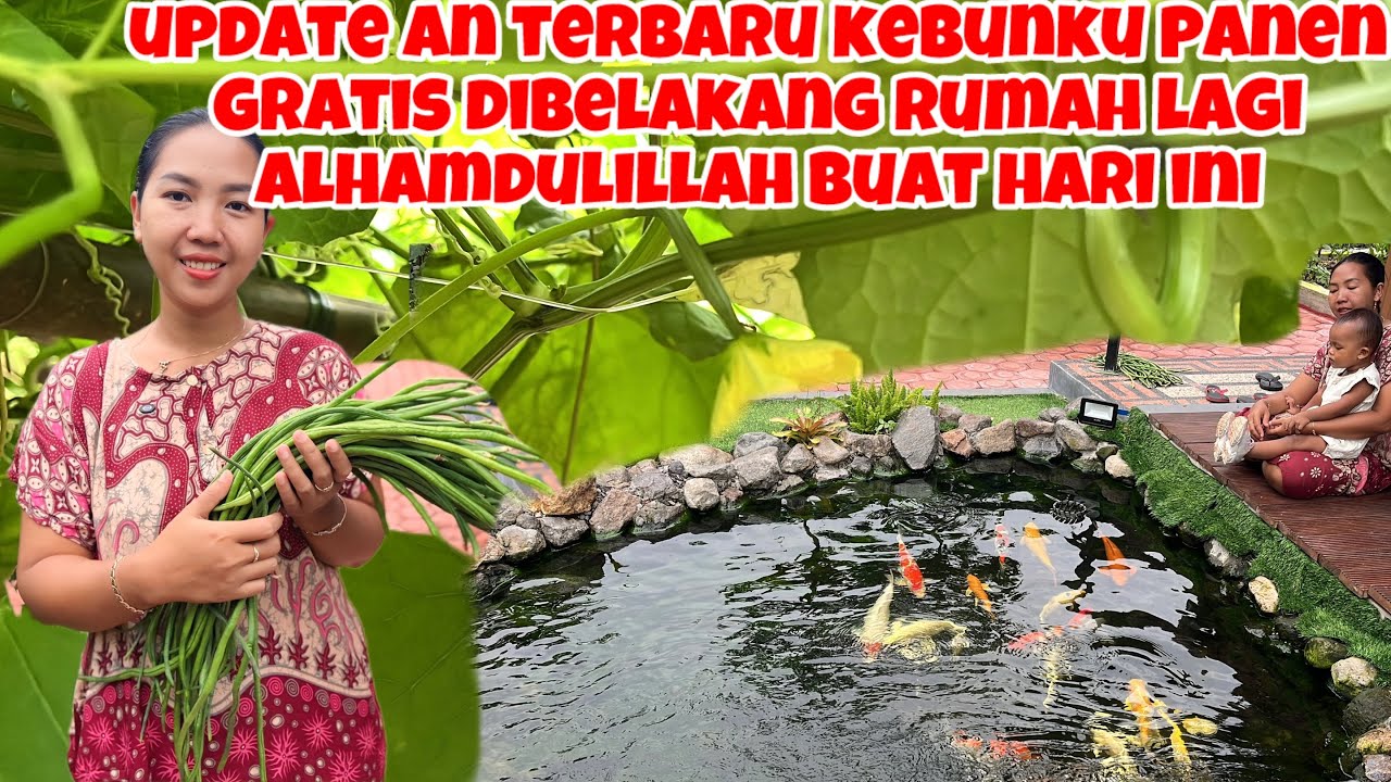 UPDATE AN TERBARU KEBUNKU PANEN