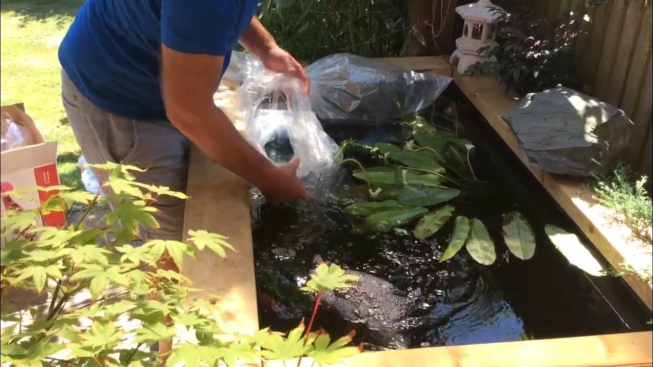 Fancy Goldfish Delivery from Westview Fancies YouTube