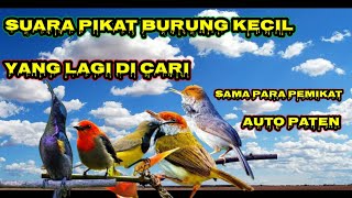 suara pikat burung kecil ribut di jamin ampuh...