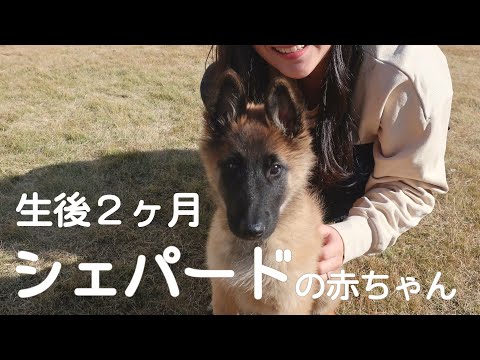 【ルル日記#1】実家にシェパードの赤ちゃんがやってきた♡生後2ヶ月|ベルジアンシェパードドッグ|犬の記録|vlog