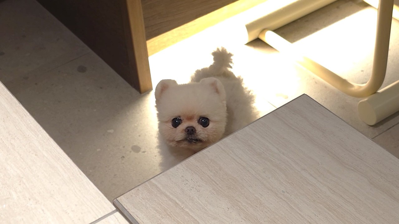 Моя собака сходит с ума от купания во время нашего отпуска! (Видеоблог поездки в Рупонг)