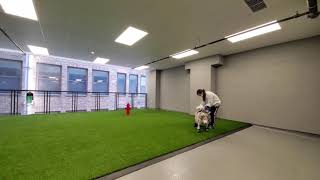 The dog run and pet spa at the South Loop's new Imprint tower