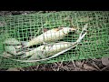 How to Make a Simple Wire Mesh Fish Trap at Home. |DIY |