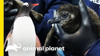 Frolicking with the Penguins of Georgia Aquarium  | Animal Bites with Dave Salmoni