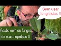 ELIMINE OS FUNGOS DE SUAS ORQUÍDEAS, SEM FUNGICIDAS !