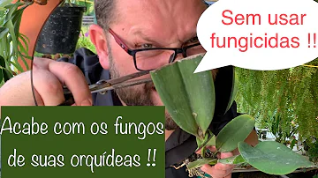 Como tratar fungo na Orquidea?