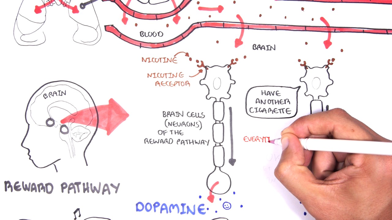 How Does Nicotine Work?