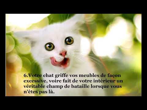 Vidéo: L'anxiété De Séparation Chez Les Chats