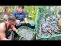 BETTA FISH FARM - Thousands of Betta fish in a small tank