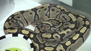 Ball Python Collection 03/13/2013