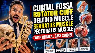 Cubital Fossa Anatomy | Rotator Cuff Anatomy | Deltoid Muscle Anatomy | Serratus Muscle Anatomy