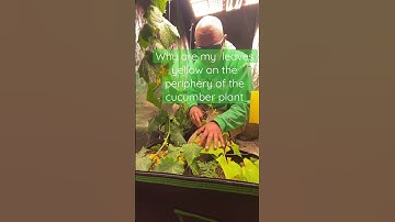 What is the most common deficiency in cucumber plant ?!?