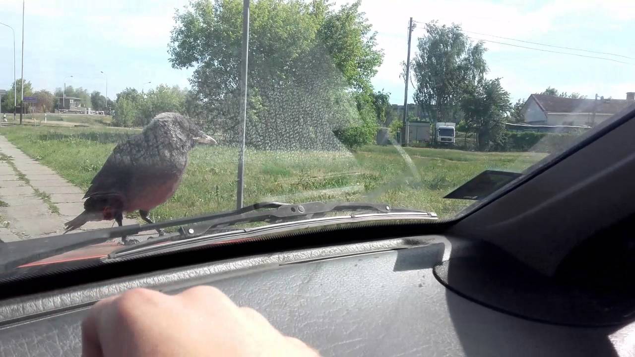 Ворона на машине