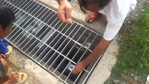 Kinh hoàng câu cá trong cống thoát nước trên đường quốc lộ