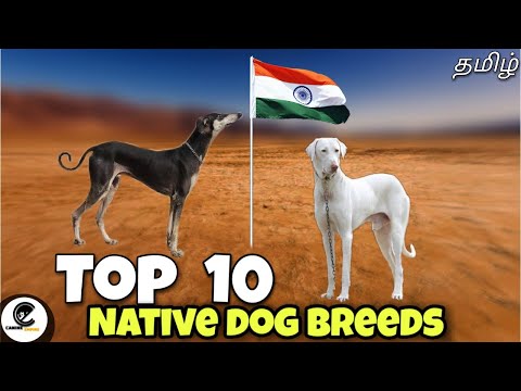 Top 10 நாட்டு நாய்கள் | what are the 10 Indian native dog breeds? 🤔