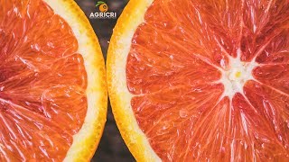 Drone Agricoltura: Azienda Agricola Cristaldi screenshot 5