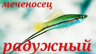 Аквариумные рыбки Меченосец радужный . Аквариумные рыбки Меченосец радужный .