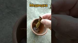 словил медведку #насекомые #медведка #капустянка #вредители