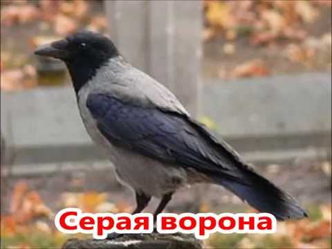 Осёдлые, зимующие и перелётные птицы: список, фото с названиями. Чем отличаются перелётные птицы от зимующих: презентация для дошкольников. Вьют ли гнезда перелетные птицы на юге Какие птицы весной первыми и последними прилетают, а осенью улетают