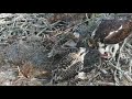 Fish Delivery And Feeding At Savannah Osprey Nest – May 18, 2021