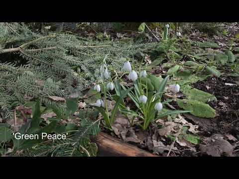 Video: Anderson's Tradescantia - Kukka Varjoisaan Puutarhaan Ja Ikkunalaudoille