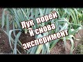 299_Лук порей. И снова эксперимент.