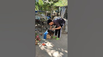 mái tơ lên đường phục vụ ae đam mê🐓 #thứcgàrừng86 #gàrừngrặc #gàrừngtaitrắng