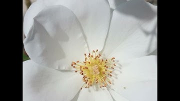 ماتيسر من سورة هود من الاية 1 الى الاية 24