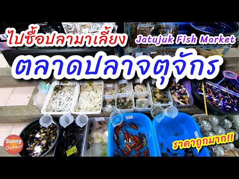 รีวิวตลาด | พาไปซื้อปลามาเลี้ยง ตลาดปลาจตุจักร | Chatuchak Fish Market | Sunny ontour