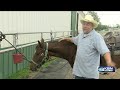 Wild horses program helps Hutchinson inmates prepare for life after prison