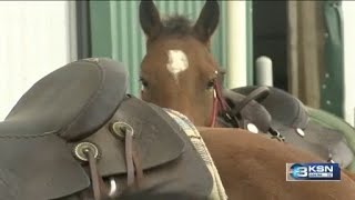 Wild horses program helps Hutchinson inmates prepare for life after prison