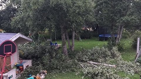 BAHCO SE-16-21 - 21 INCH BOW SAW. Pinay-Norwegian mom trimming trees using bow saw.