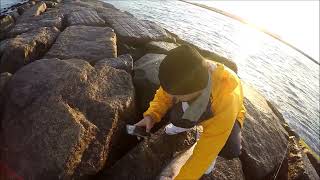 Jetty Fishing For Bluefish Long Island