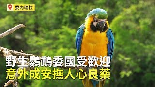 野生鸚鵡委國受歡迎意外成安撫人心良藥【大千世界】金剛鸚鵡 ... 