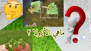 (حلقة 5) ماهي الأزولا؟