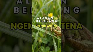Kenapa Belalang Membersihkan Antenanya Sendiri?