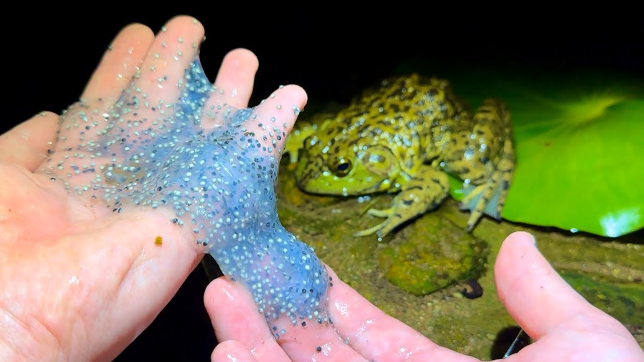 ウシガエルの卵で卵焼きをつくる