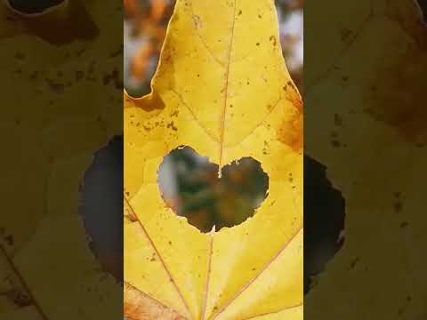 Herbst Ahorn Blätter