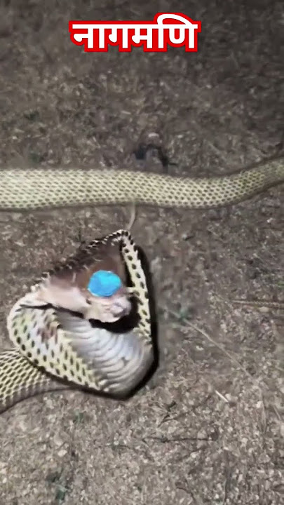 #snake #cobra #kingcobra #snakerescue #nagin #bollywood #hindisong #movie #song #music #70shindisong