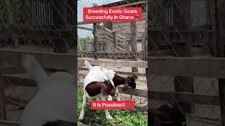 Breeding Boer Goats Successfully In Ghana, West Africa #farminginafrica #semanhyiafarms #goat