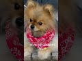 主人の帰りを待つ犬(コンビニ)